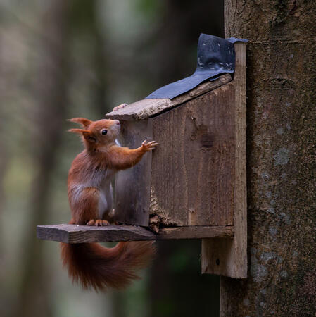 a photo of a red squirrel at a feeding station in a tree taken with a professional camera.